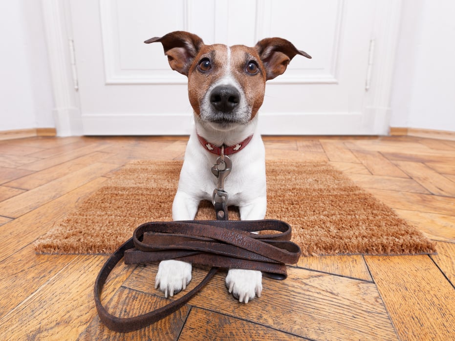 Dog Leather Leash